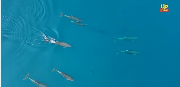 Η αγέλη δελφινιών επέστρεψε στον Θεολόγο Φθιώτιδας (video)